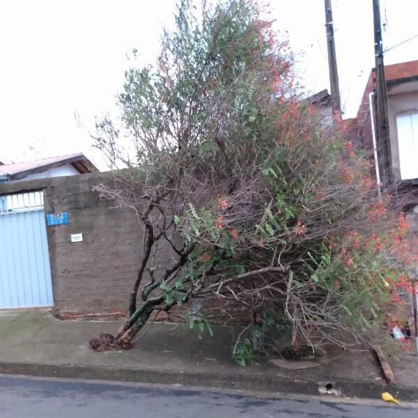 Árvore cai no Jd Nova Palmares II em Valinhos devido à forte chuva