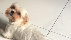 Cadelinha Jade caiu em bueiro no Bom Retiro e está desaparecida