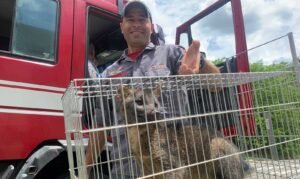 Corpo de Bombeiros de Valinhos salva cachorro-do-mato