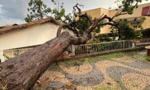Força-tarefa vai vistoriar e remover árvores com risco de queda em Valinhos