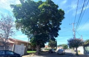 Árvore de grande porte no Santo Antonio ameaça cair sobre residências