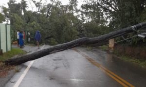 20 árvores caíram em Valinhos por causa da forte chuva nesta 4ª