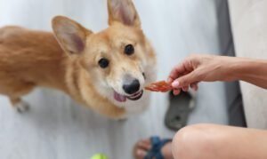 Mobiliza Amigos de Valinhos realiza arrecadação de ração e itens pet