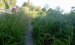 Mato alto invade calçada no Jardim Elisa e atrapalha passagem de pedestres