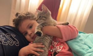Gatinho Kiko foi adotado e virou melhor amigo de Giovanna
