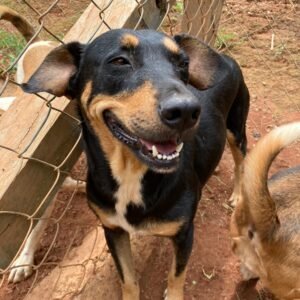 Cadela Morena é sorridente e procura uma família; confira outros pets