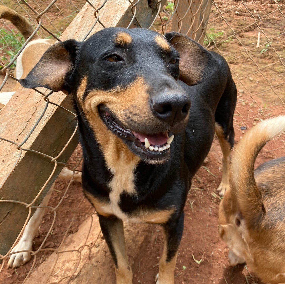 Cadela Morena é sorridente e procura uma família; confira outros pets