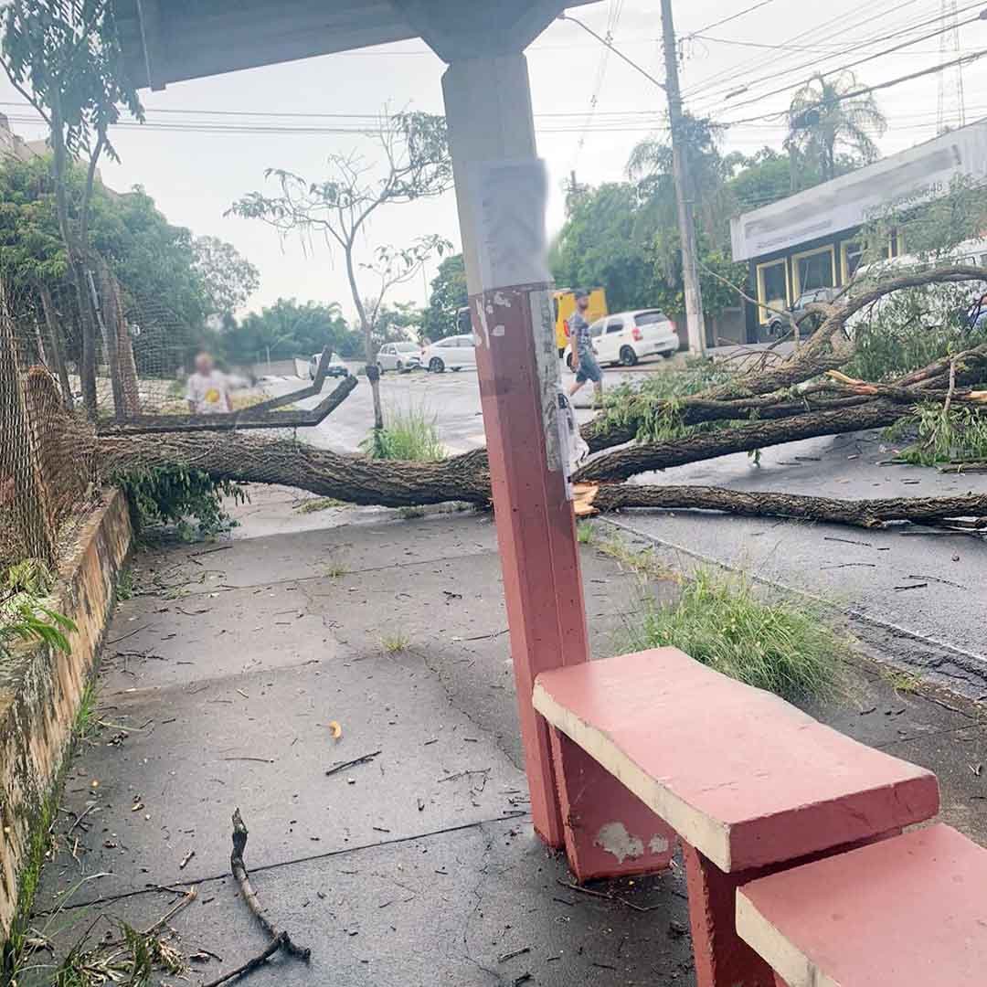 21 árvores caíram durante temporal em Valinhos