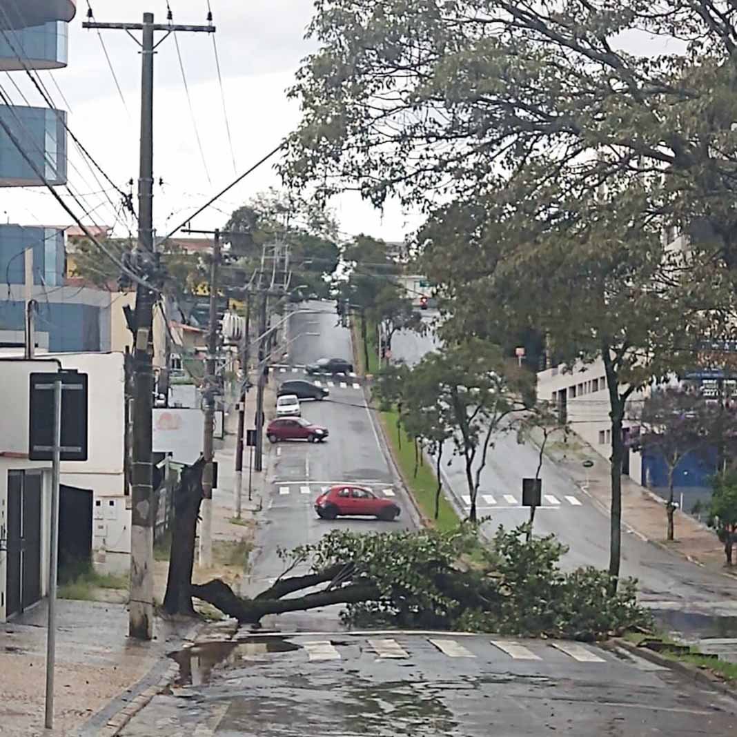 Queda de árvore bloqueia Av. 11 de Agosto em Valinhos