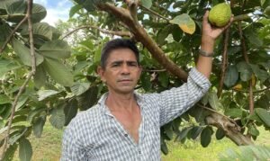 Goiabas do produtor Leonardo Joaquim são eleitas as melhores da Festa do Figo
