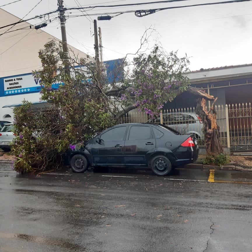 Valinhos registra queda de árvores e alagamento durante forte chuva