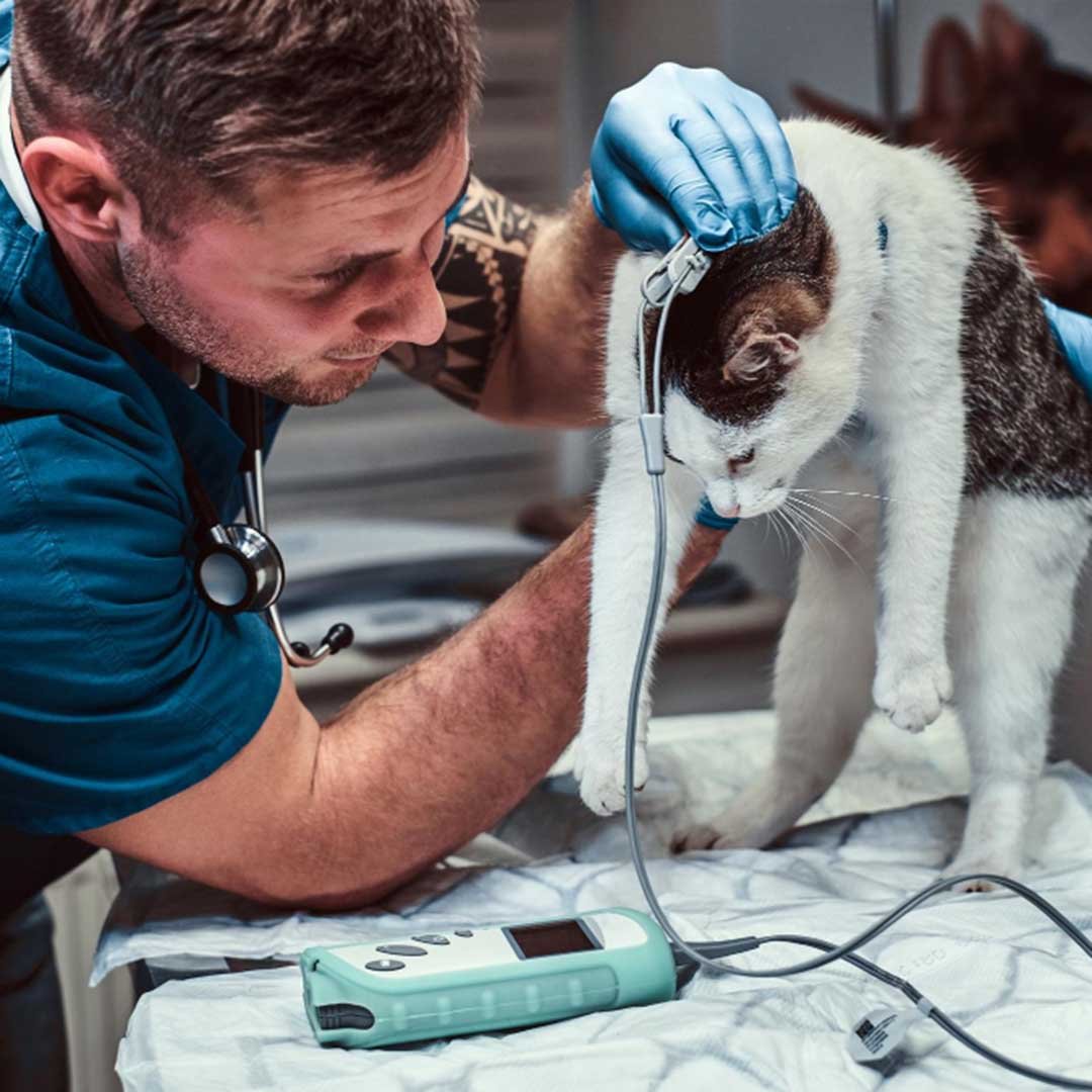 Lei nova obriga veterinários a denunciar maus-tratos a animais