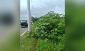 Mato alto toma conta de áreas públicas nos quatro cantos de Valinhos