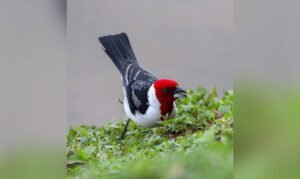 “Terra da Gente” exibe fotos de aves produzidas por observador no CLT