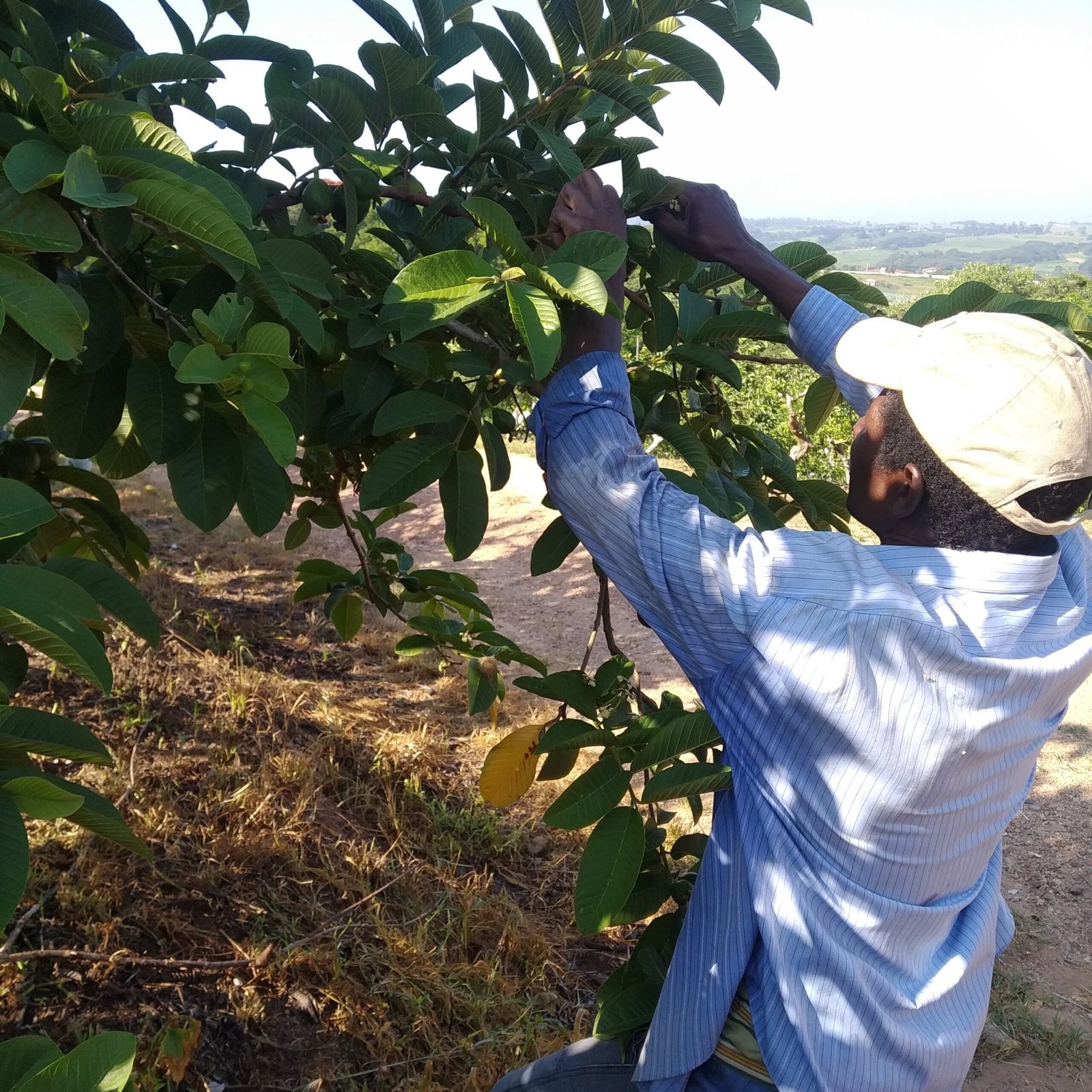 Valinhos vai oferecer análises de solo e água gratuitas aos agricultores