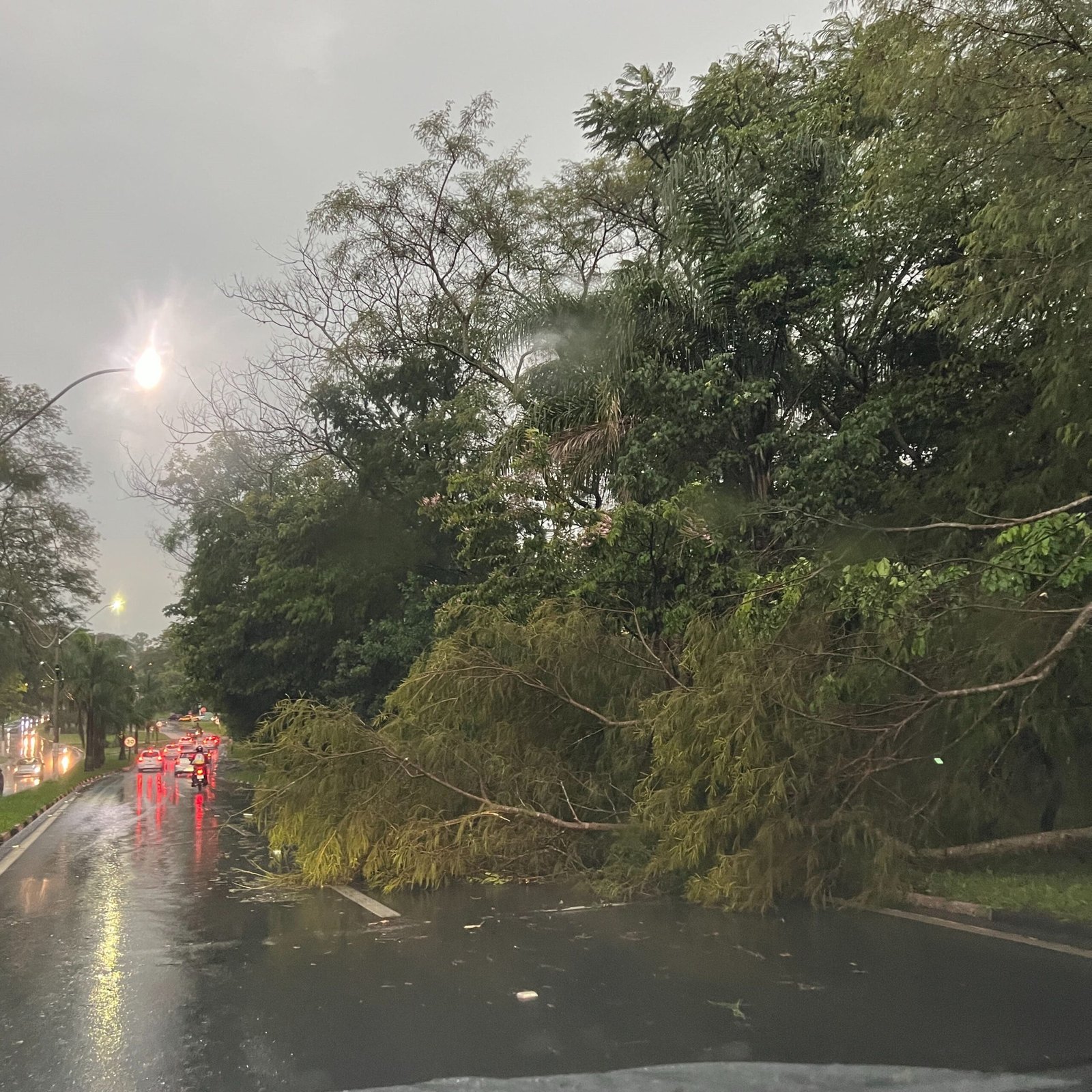 Defesa Civil de Valinhos registra queda de 60 árvores no período de 53 dias