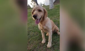 Nino tem 5 anos e precisa de uma família e carinho; confira outros pets