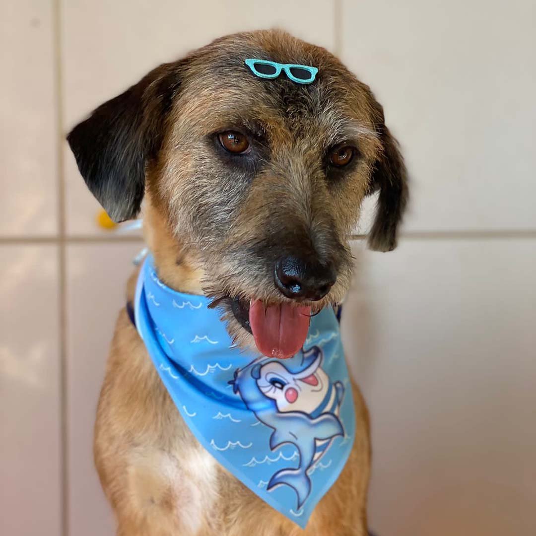 “Dia Feliz pra Cachorro” terá várias atrações no Caetano da Vl. Santana