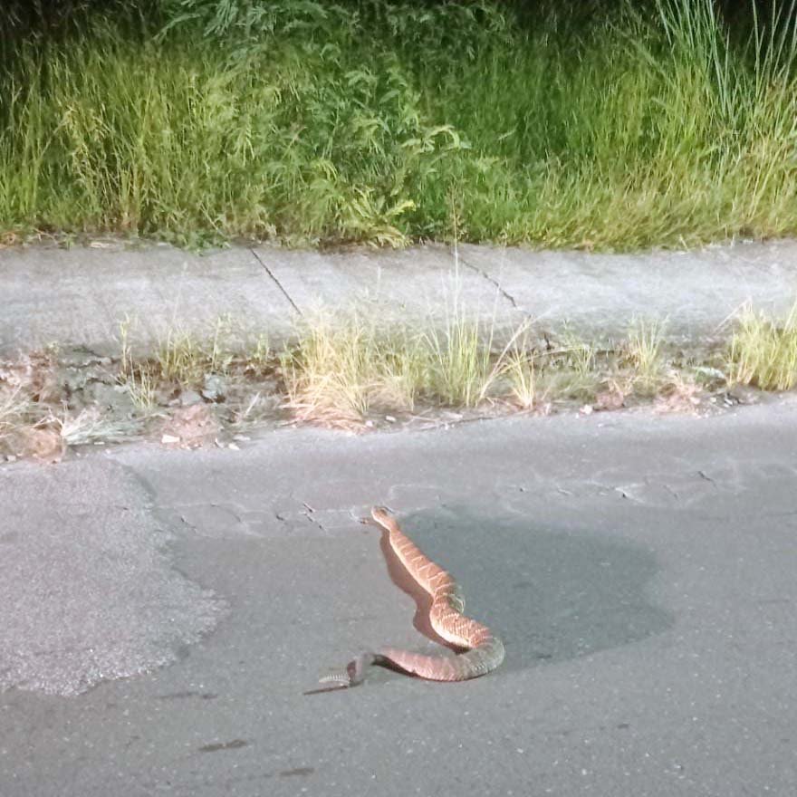 Cascavel é vista atravessando rua no Jd. São Marcos em Valinhos