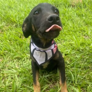 Feira de adoção terá 3 cães disponíveis neste domingo em Valinhos