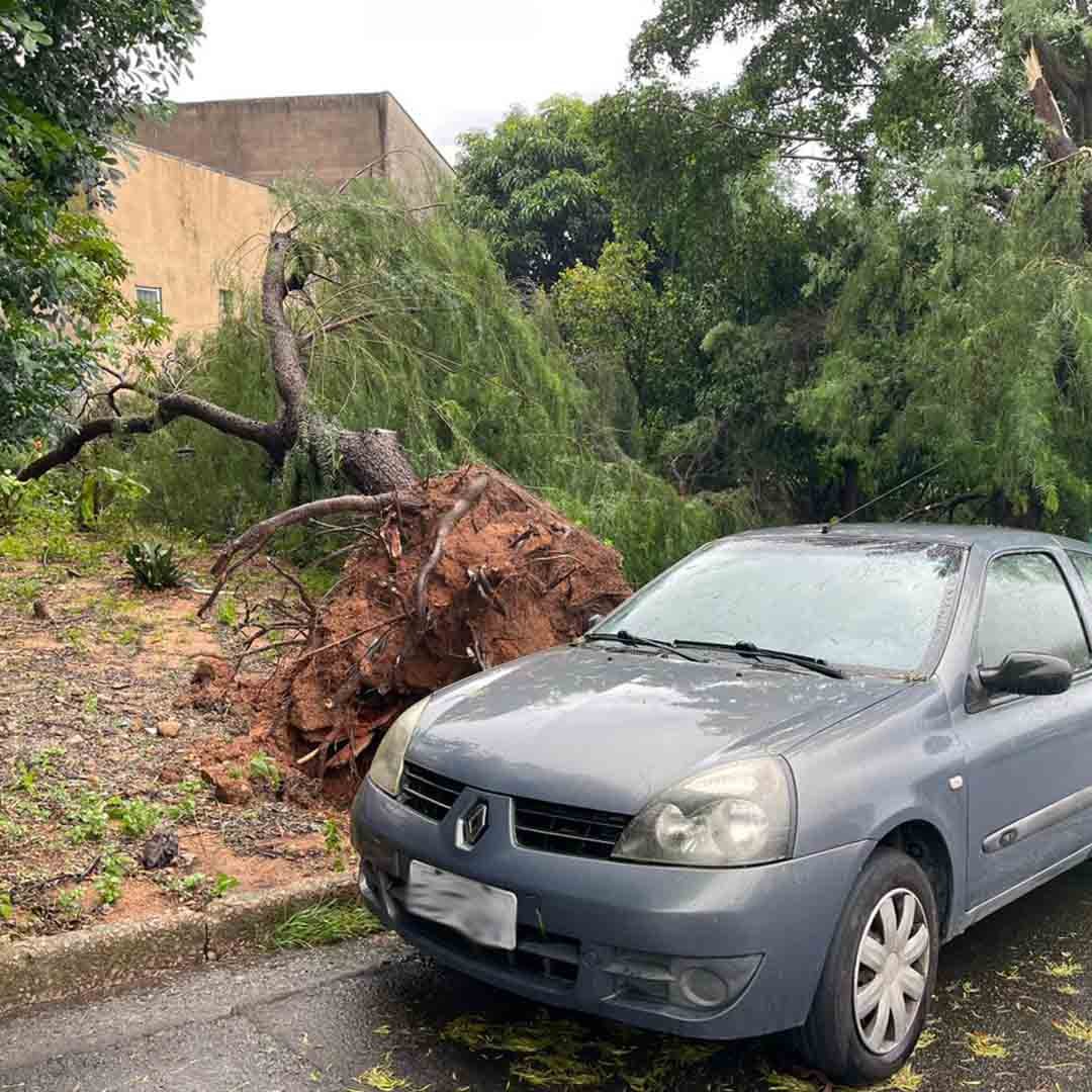 Pq. Florence tem queda de árvores durante chuvas em Valinhos