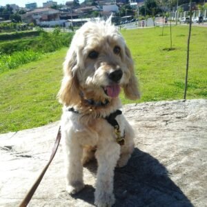 Entre outros pets, cãozinho Nino busca uma família para amá-lo
