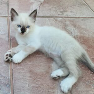 Gatinho de olhos azuis busca uma família para amá-lo; confira outros pets