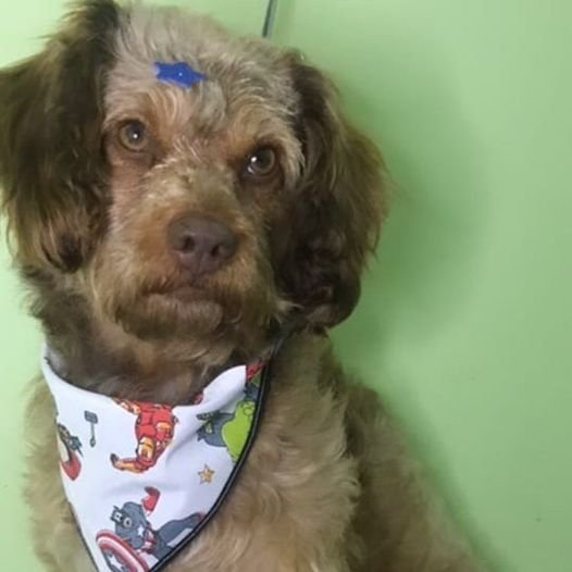 Cachorro dócil precisa de família que lhe dê amor; confira outros pets