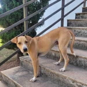 Cachorro Abel já sofreu muito nas ruas e agora busca uma família