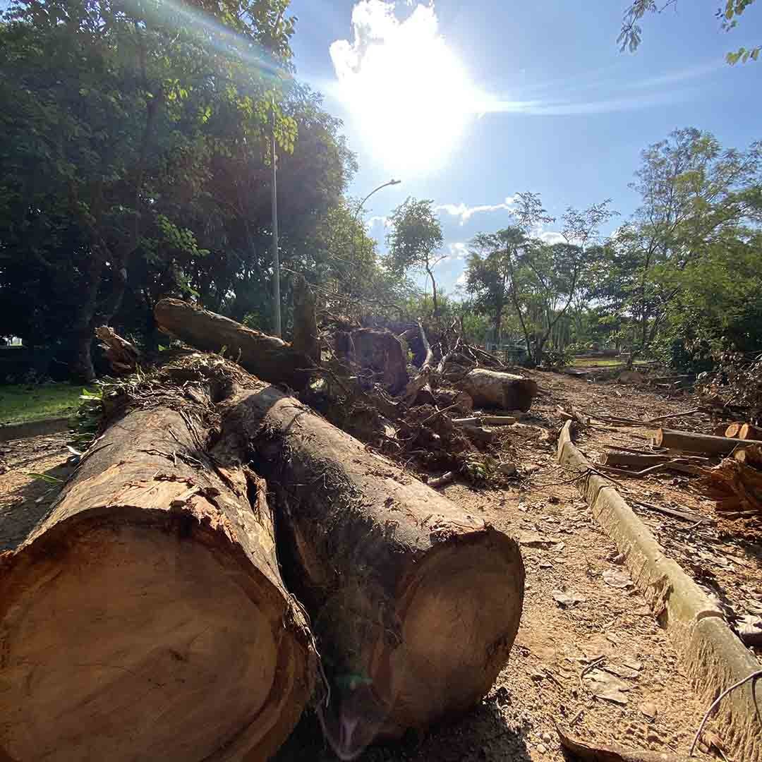 Remoção de árvores muda paisagem do CLT em Valinhos