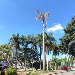 Palmeiras da Praça Brasil 500 Anos em Valinhos estão morrendo