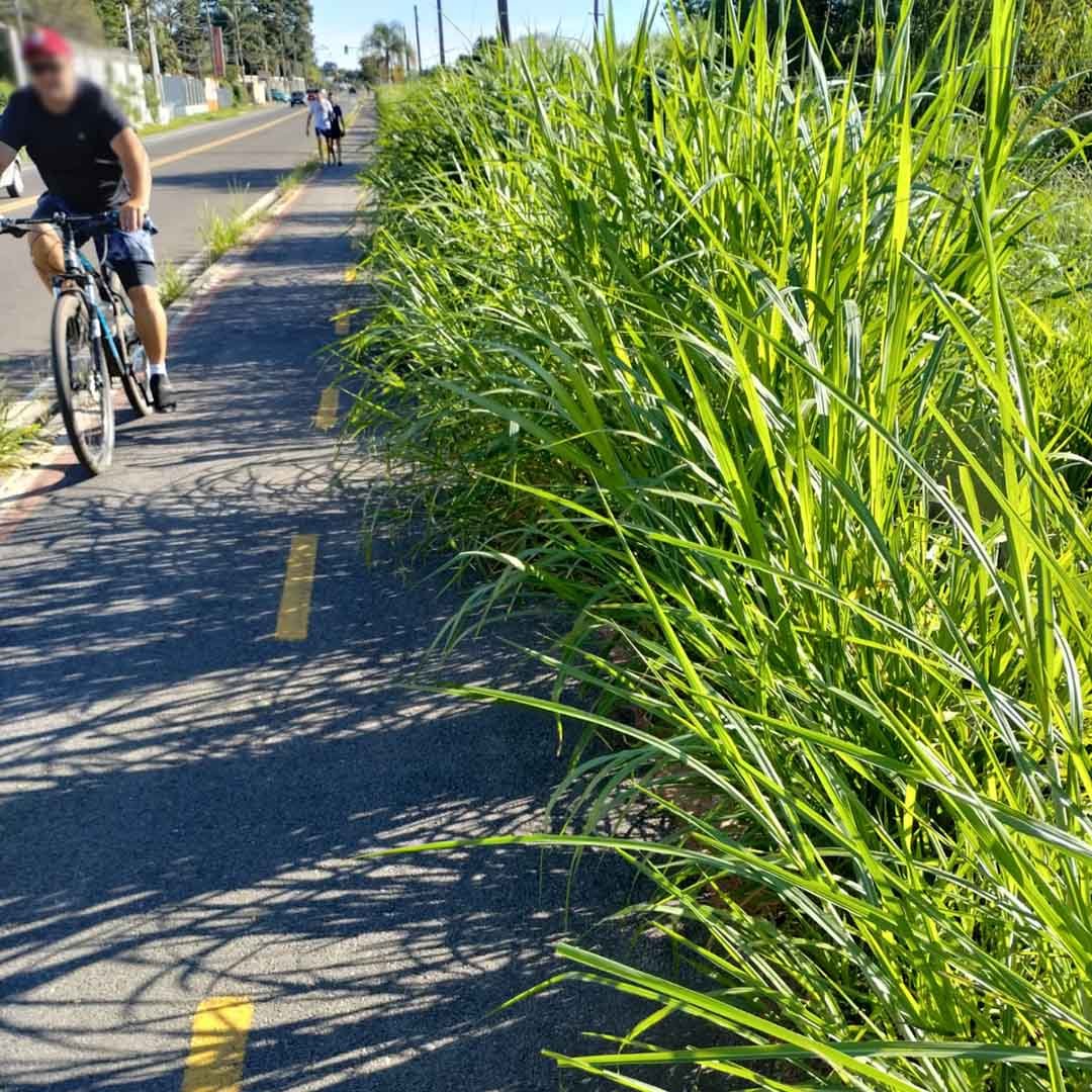 Mato alto invade parte da ciclovia na rodovia Valinhos-Vinhedo