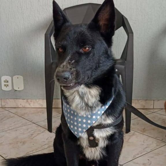 Cão Lobão e outros pets buscam uma família para adotá-los