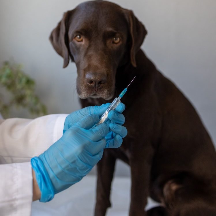 Veterinário valinhense diz que vacina e coleira repelente previnem doença canina