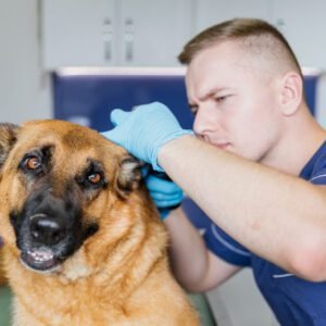 Doença canina avança em Valinhos e soma 13 casos e 65 notificações
