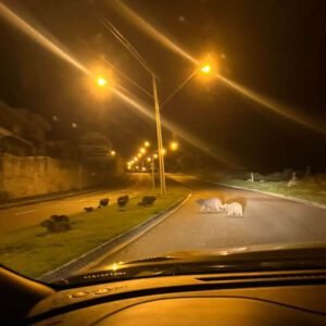 Capivaras são vistas atravessando Estrada do Jequitibá em Valinhos