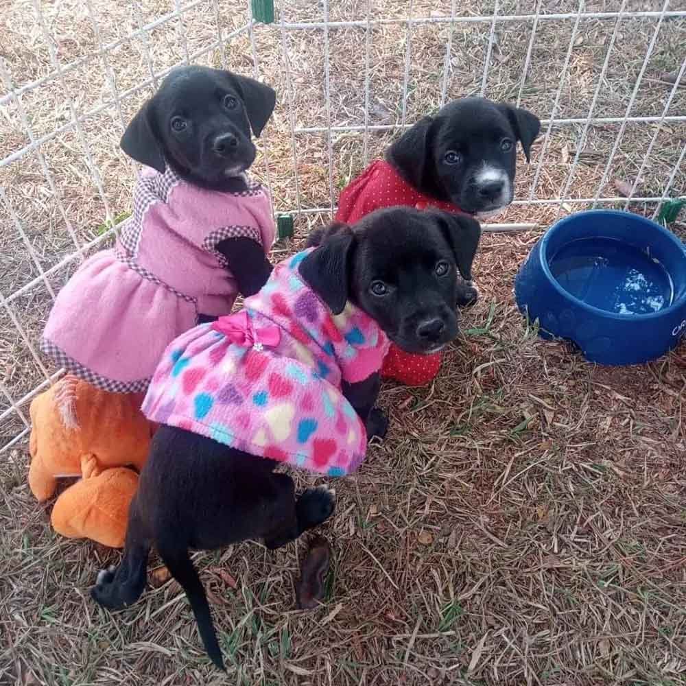 Ambulatório móvel levará serviços veterinários aos bairros de Valinhos