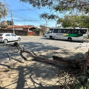 Árvore com cacho de abelha cai e interdita parcialmente rua no Jd. Paraíso em Valinhos