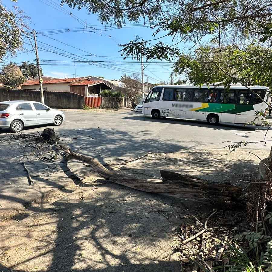 Árvore com cacho de abelha cai e interdita parcialmente rua no Jd. Paraíso em Valinhos