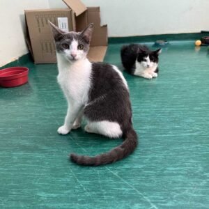 Castramóvel gratuito atenderá pets de Valinhos a partir de agosto