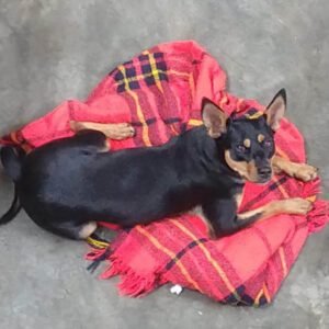 Cadela que estava desaparecida é encontrada em Valinhos