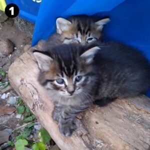 Gatinhos filhotes precisam de uma família; confira outros pets