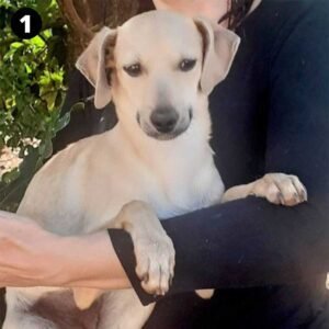 Cadela Lua tem 8 meses e procura uma família; confira outros pets