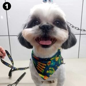 Pequeno Nick tem 3 anos e procura uma família; confira outros pets