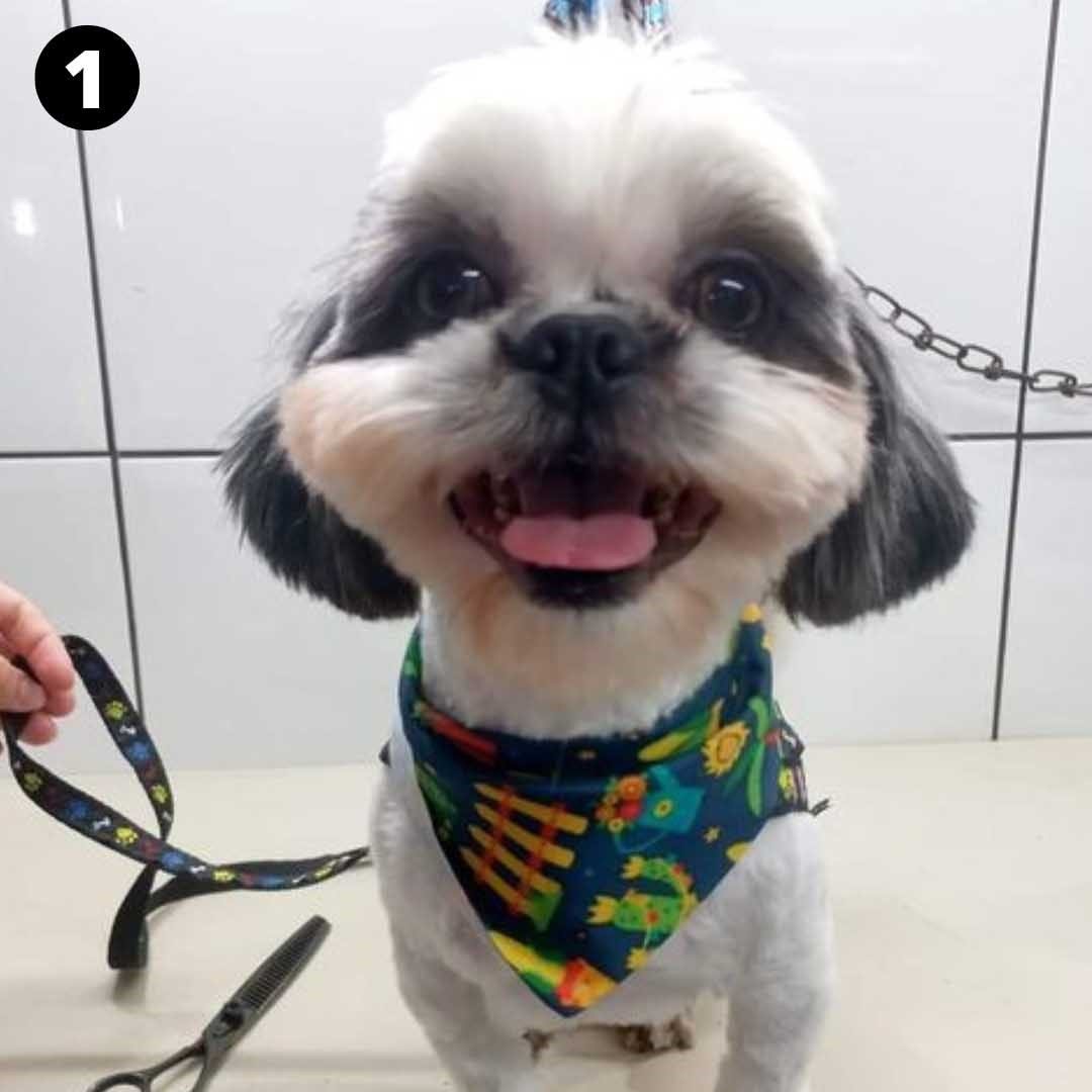 Pequeno Nick tem 3 anos e procura uma família; confira outros pets