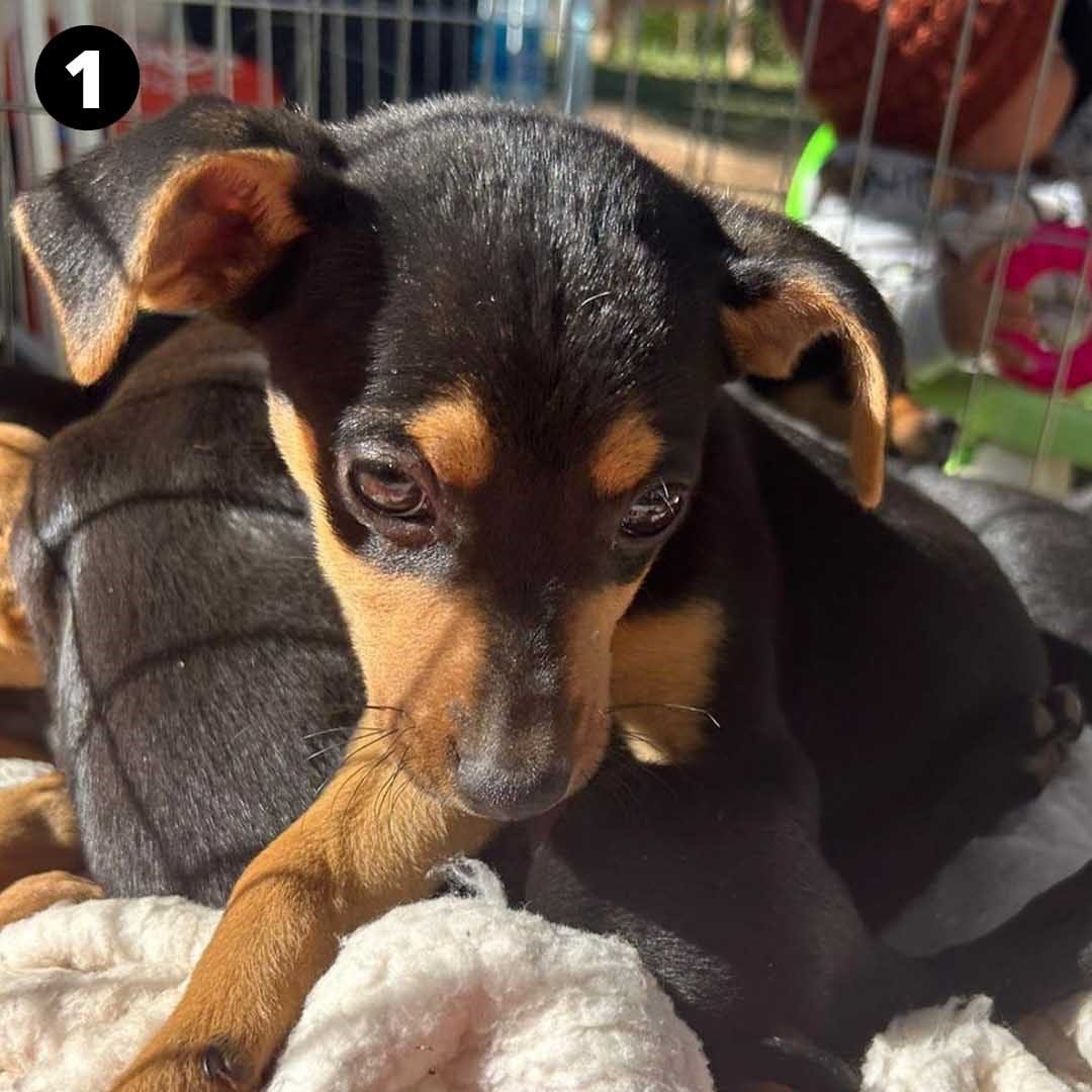 Pitoco tem 60 dias e procura amor e carinho; confira outros pets