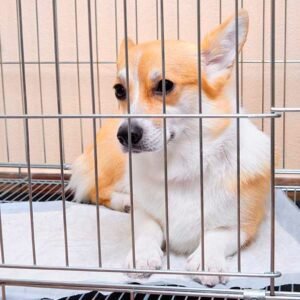 Lei estadual que proíbe venda de animais em pet shops e sites é aprovada