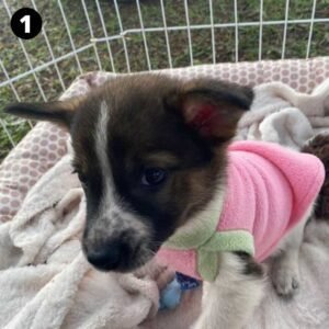 Rafinha é uma das cadelinhas que procura uma família; confira outros pets