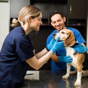 "Bem-Estar Animal" de Valinhos está sem veterinário há dois meses