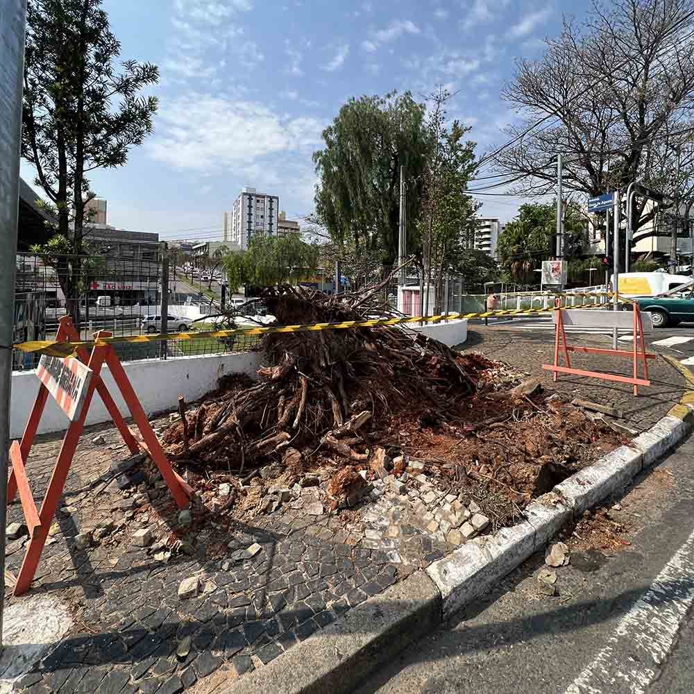 Chuvas destas 4ª e 5ª provocaram queda de 20 árvores em Valinhos